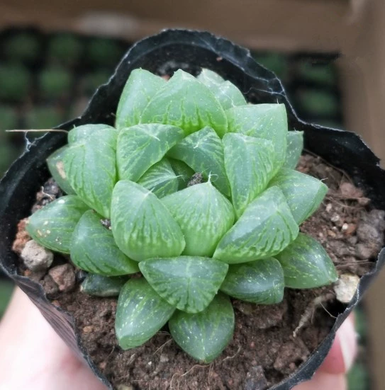 Снежинка Юлу 4-6 см Сочные растения Плитка Тростник Двенадцать томов