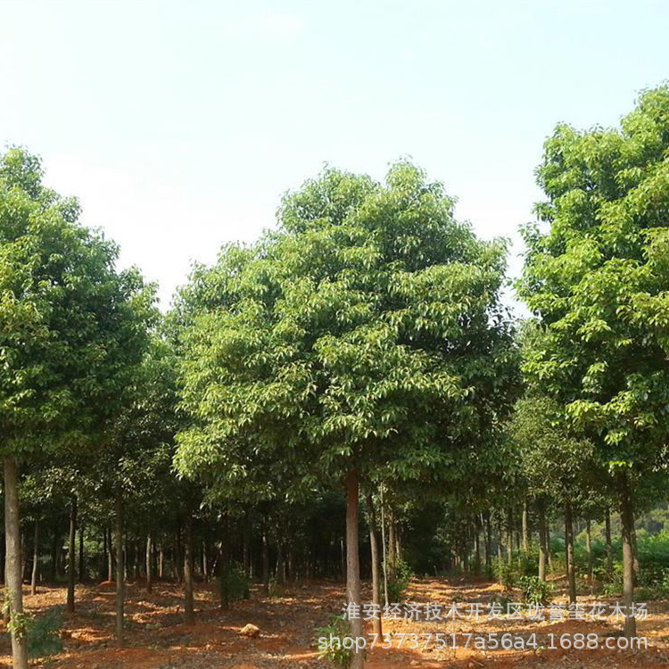 常绿乔木常绿阔叶,(第3页)_大山谷图库