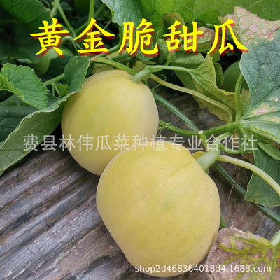黃金脆香瓜5斤家庭裝現摘當季甜瓜新鮮水果山東甜瓜批發