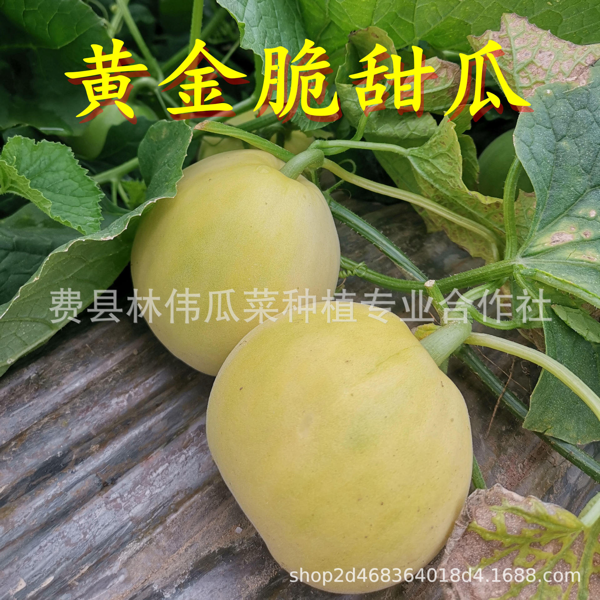 黃金脆香瓜5斤家庭裝現摘當季甜瓜新鮮水果山東甜瓜批發