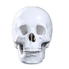 树脂骷颅头医学教学模型模具骷髅头动物头骨万圣节摆件美术画参考