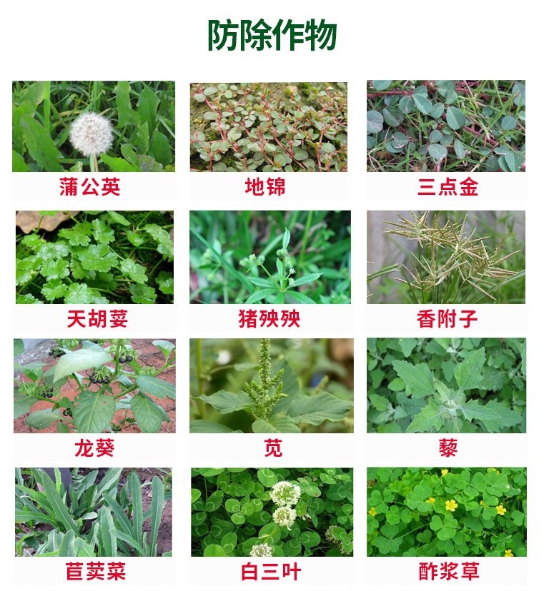 草甘膦3