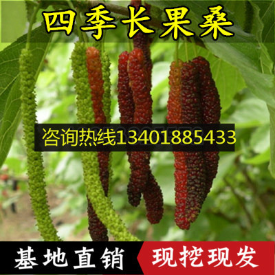 庭院盆栽地栽台湾四季超级长果桑水果桑树桑葚树苗当年结果