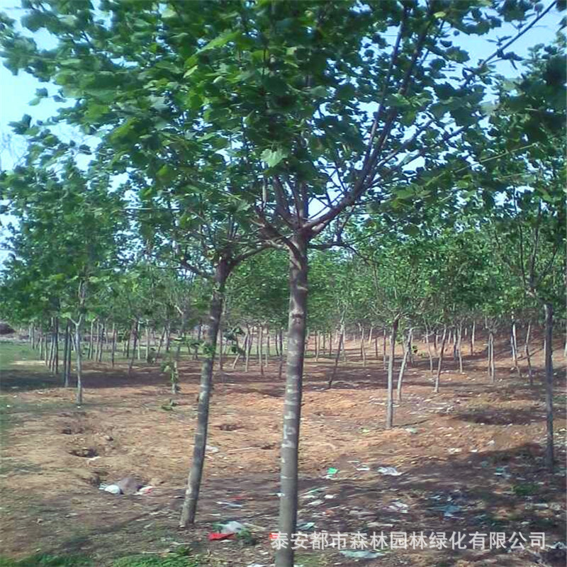 8-15cm法桐