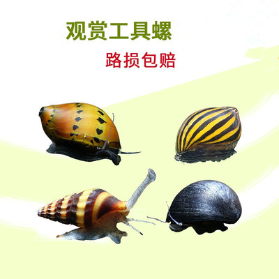 Algae snails Lo KINGBOX Killer snails Rapa rapa Zebra snails Watermelon Lo Bees Gmelin Clean the screw