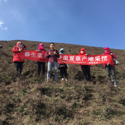 产地批发 2020新鲜虫草精选无断草 青海玉树果洛虫草西藏那曲虫草