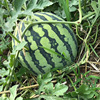 Zhongke Maohua Water Fruit and Vegetable Seeds Company Jin Meidu Kirin Watermelon Seed Improvement 8424