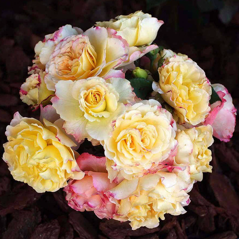 Оптовая немецкий срезанный цветок балкон рассада роз акварель устойчивость к болезням хороший большой цветок ароматный горшок четыре сезона цветения просмотр цветов