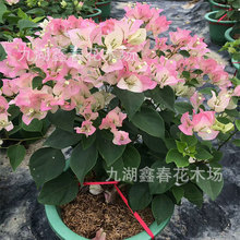 �������l�G������÷С���������l���U�辰��Ʒ�NҎ���Rȫ�����_��