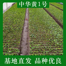 中华黄茶苗9月至5月种植早茶苗茶树苗种植基地全国批发各种茶苗