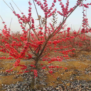 紅果冬青樹圖片 海量高清紅果冬青樹圖片大全 阿里巴巴