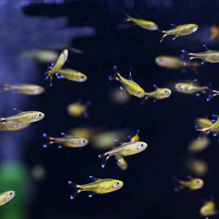 水族宠物鱼满天星灯鱼活体热带小型淡水耐寒草缸群游上层小额批发