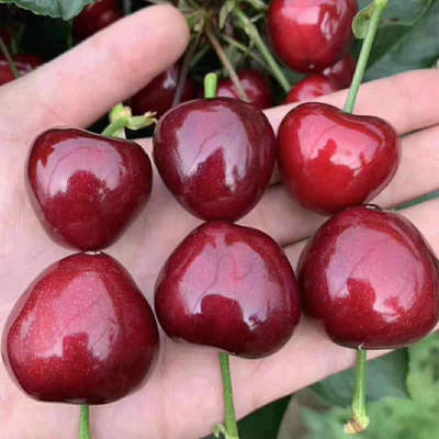 Shandong Cherry Yantai Cherry Cherry 2/4 Shunfeng Air transport Meizao Cherry One piece On behalf of