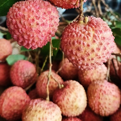 广西灵山桂味荔枝果园直供 EMS空运保鲜发货 新鲜荔枝一件代发