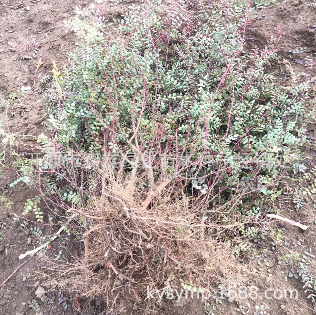 ����õ��