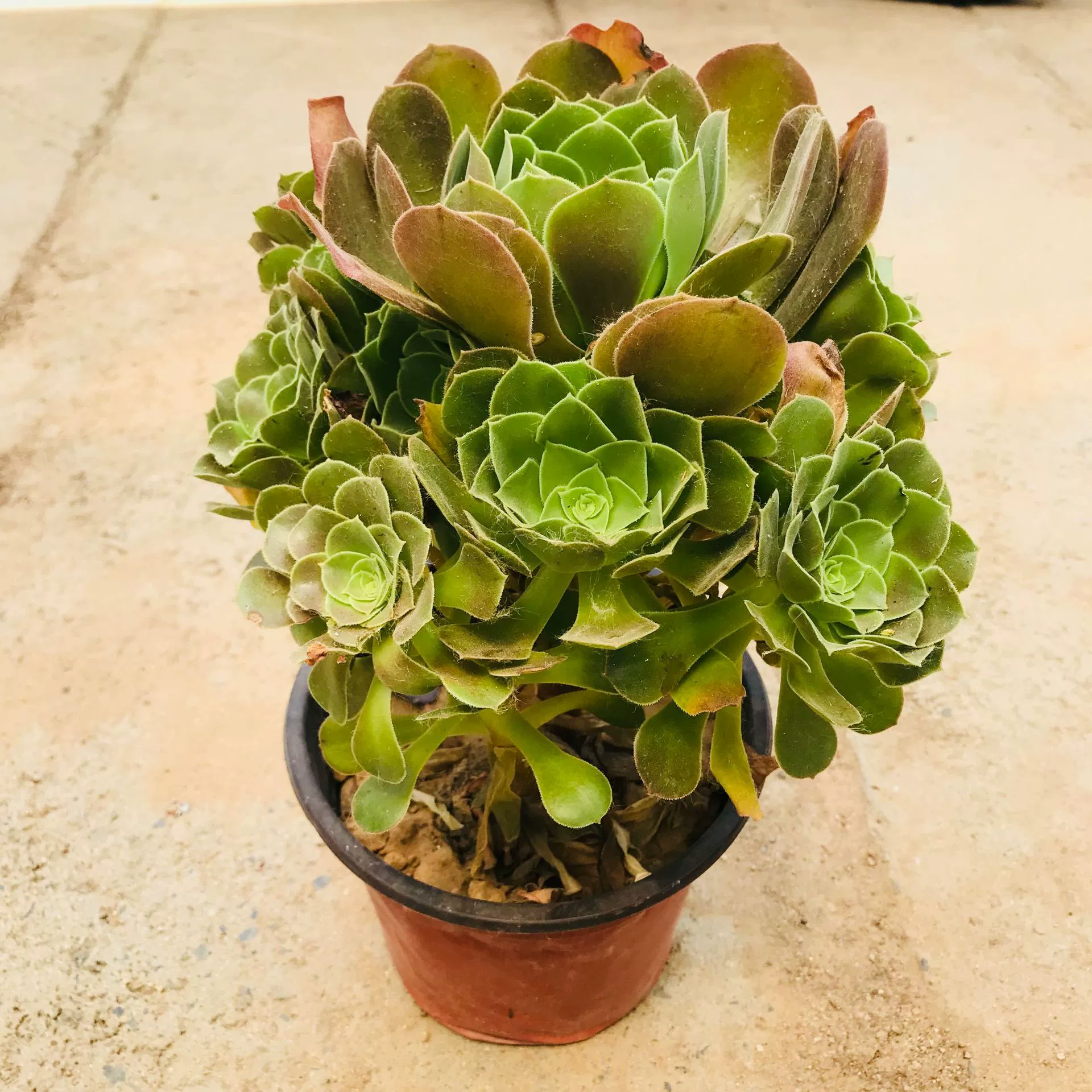 Мясистое растение Шао Стыд Мастер Голландская Роза Многоголовый Старый ворс Крытый балкон Цветок Зеленое растение Холдинг Цветок Шао Стыд