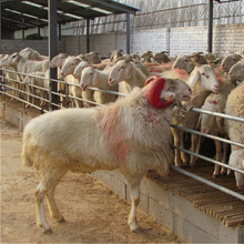 哪里有賣小尾寒羊的 杜泊種公羊多少錢一只  甘肅大型養殖場