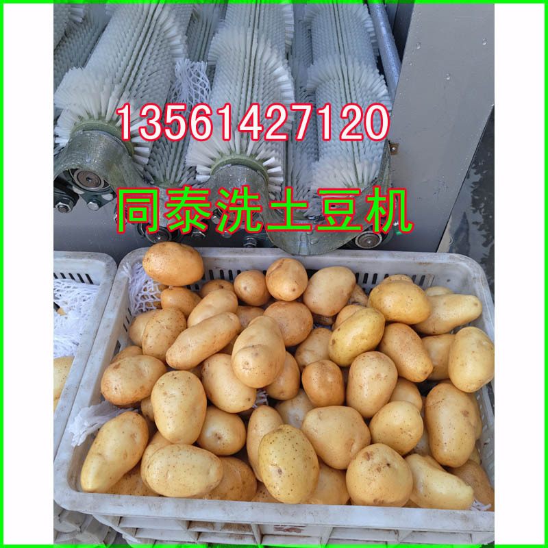 洗土豆机7