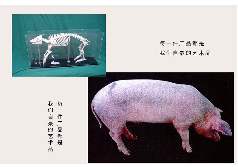 猪骨架图片大全,猪骨架(第12页)_大山谷图库