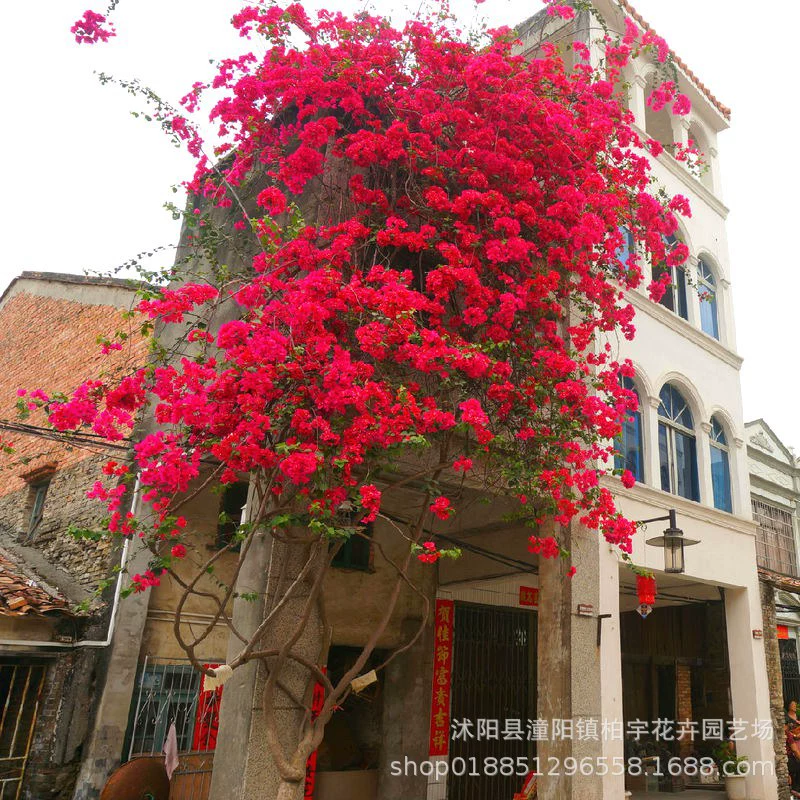 Цветок бугенвиллии рассада в горшке двойной бугенвиллии рассада дерева трифолия бонсай вьющиеся растения четыре сезона открытые цветы зеленые растения