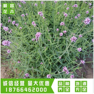 马鞭草 苗圃供应苗木马鞭草 青州基地批发量大从优马鞭草苗木