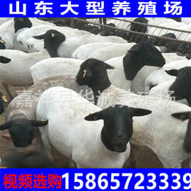 育肥肉羊种羊哪里有便宜羊苗波尔山羊杜泊绵羊养殖周期利润怎么样