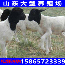 三个月的小羊羔多少钱只养羊前景适合农村养殖的羊杜泊绵羊澳洲白