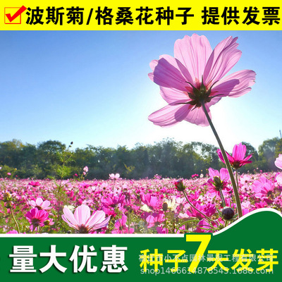 百日草 格桑花  馬鞭草  鼠尾草 波斯菊  草花 野花組合種子