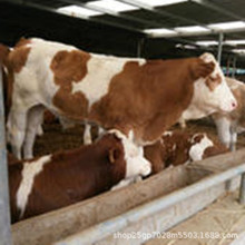 Giá thịt bò Quý Châu thị trường Giá bò thịt bò Quý Châu giá bao nhiêu một pound Chăn nuôi