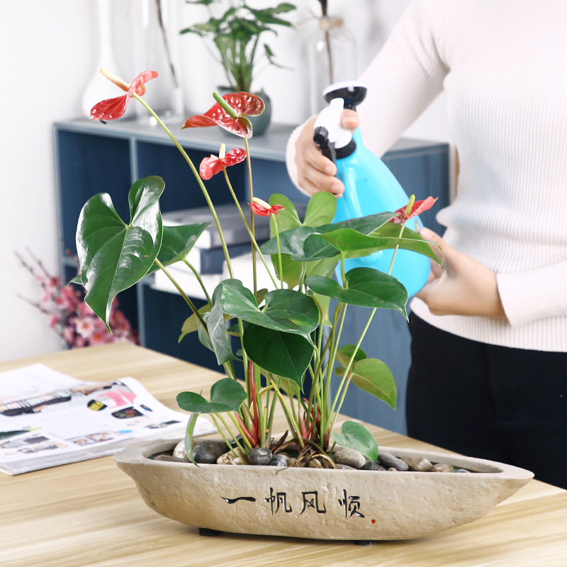 Pottery Flower Pot Home Furnishings Green Environment Ceramic Flower Hydroponic Copper Money Grass Green Rose Container Wholesale Customization