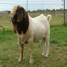 嘉旺厂家养殖作种波尔山羊肉羊 供应大量活幼羊苗公母羊黑山羊