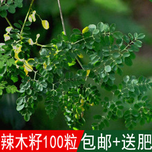 �緼�N�I������ľ��N��ľ�N����ľ��ӡ����ľ�ļ��ɲ�