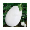 white Round eggplant seed Shouguang White crown Round eggplant 10 Gram packs Solanum rosea seed wholesale Eggplant seed