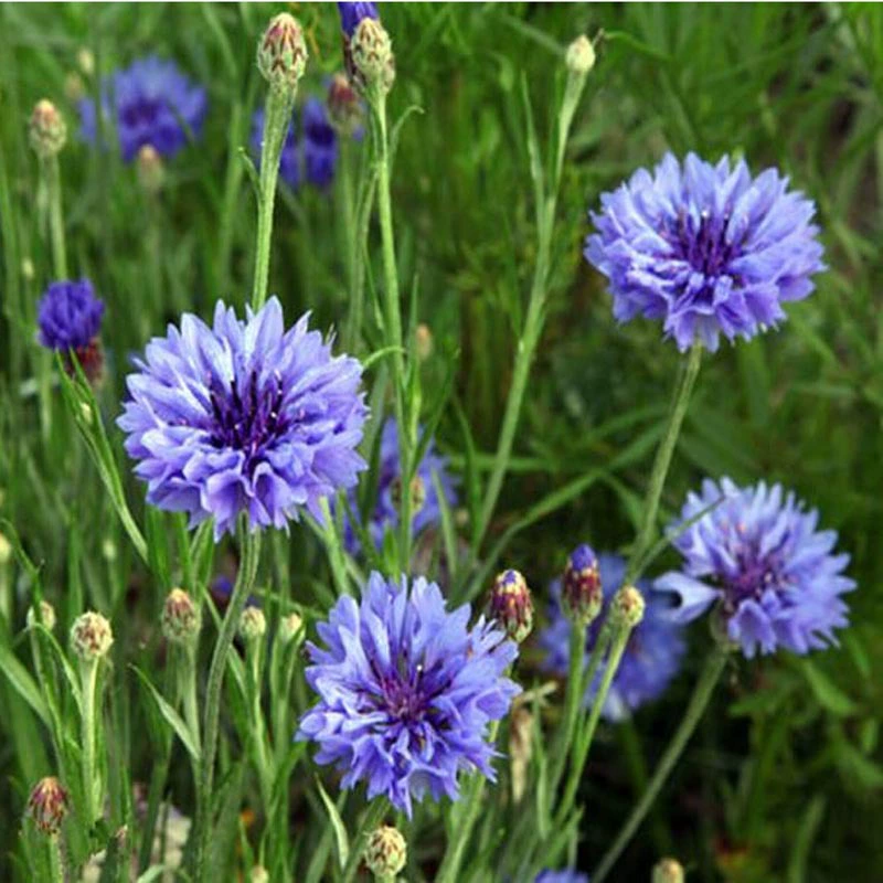 Василек Семена, посеянные в Four Seasons Пейзаж Озеленение Цветы, посеянные в Four Seasons Семена цветов моря