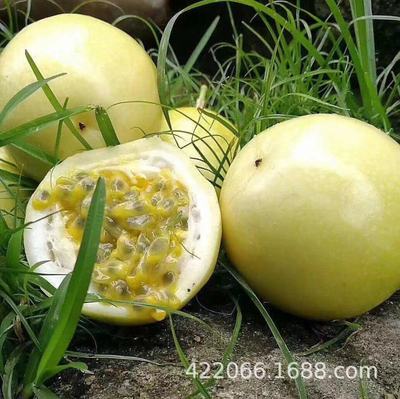 黄金果黄金百香果广西 百香果玉林百香果广西百香果百香果水果|ms