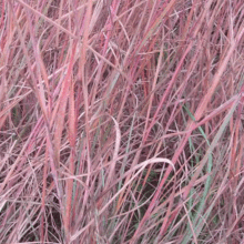 ���Դ������l  ���{�â�� ͥԺ �^�~ �^��  ������ֲ��