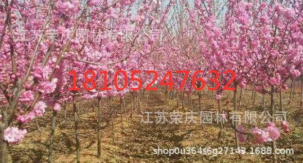 重瓣榆葉梅2_副本