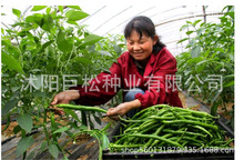 厂家批发无架豆种子豆角四季豆种籽豆种豇豆菜豆地豆蔬菜种子
