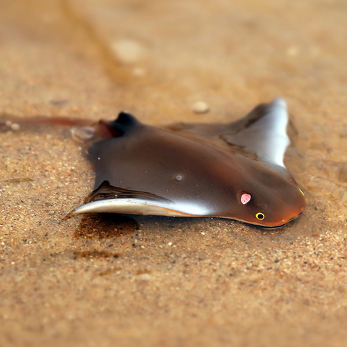 Simulated marine life animal model new manta ray solid plastic children's cognitive toy gift