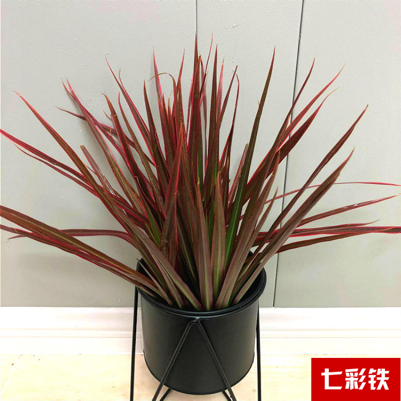 Planta verde de escritorio mayorista flor de oficina flor de rosa verde árbol rico base de plantas de maceta interior suministro image 19