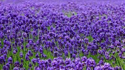 供应薰衣草香精 适用于饮料 保健品  各类食品等食用级香精 