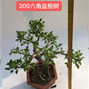 Base -based office living room desktop old pile shape bonsai six -horn cliff cliff banyan tree green plant