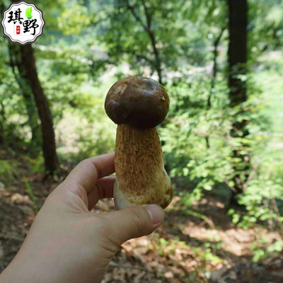 批发食用菌干货 产地一手货源  农产品山珍  野生菌美味牛肝|ms