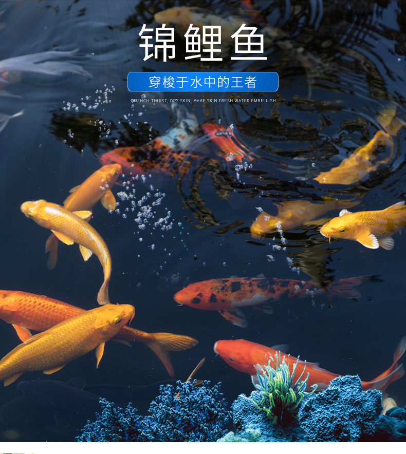 大量批发锦鲤鱼苗观赏鱼苗 秋翠锦鲤