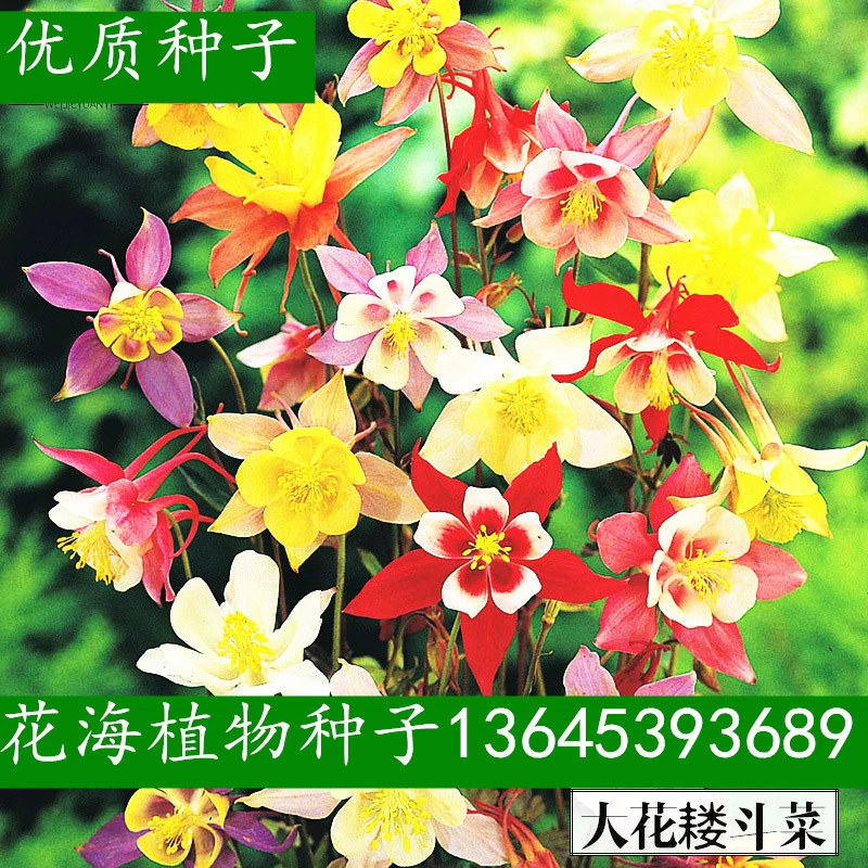 Аквилегия семена цветов Космос морские семена подсолнечника утренняя слава семена хризантемы четыре сезона легко жить