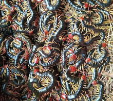 红头活蜈蚣活蝎子种苗包繁殖包活包教技术龙鱼发色饲料活蜈蚣