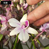 The base batch of the Dendrobium series of Dendrobium series does not contain pots of high -end high -end New Year's Eve flowers, green plants, green plants, nourishment