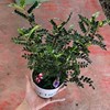 Base direct batch of fragrant wood and pepper wooden potted indoor and outdoor courtyard greening green plant flowers observation leaf anti -mosquito prevention refreshing
