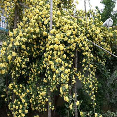 Woody flower Pungent courtyard Climbing Climbing Botany Strong fragrance green Annatto Woody white Woody flower