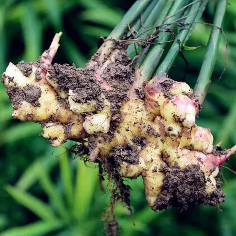 【老姜】云南特产小黄姜老姜土姜包邮现挖现发月子姜母姜高山生姜|ms